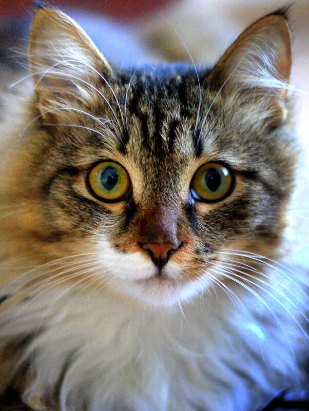 ** - Vlad Сергиевич