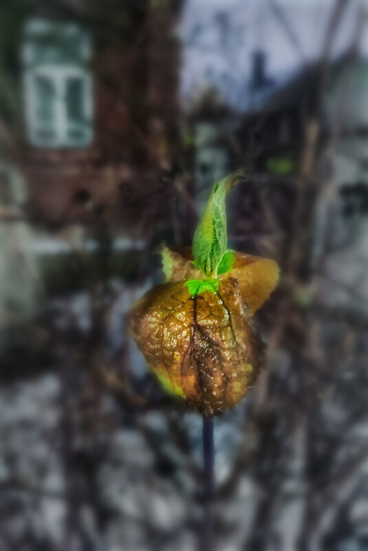 Зимний лист зелёный... - AZ east3 Зимний лист зелёный... - AZ east3