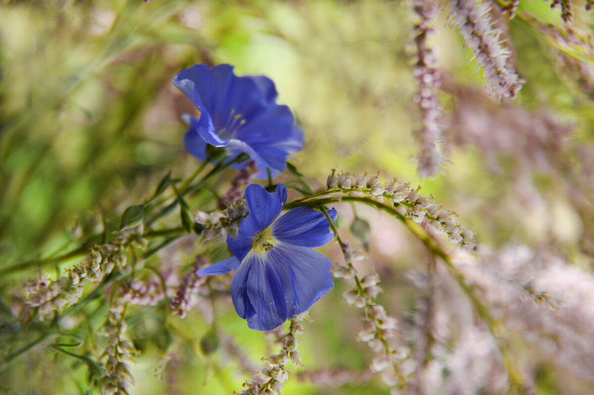 Синий лён... - Надежда Куркина Синий лён... - Надежда Куркина
