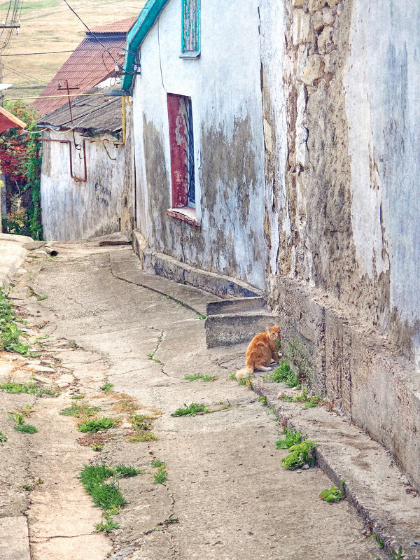 рыжий - Всеволод рыжий - Всеволод