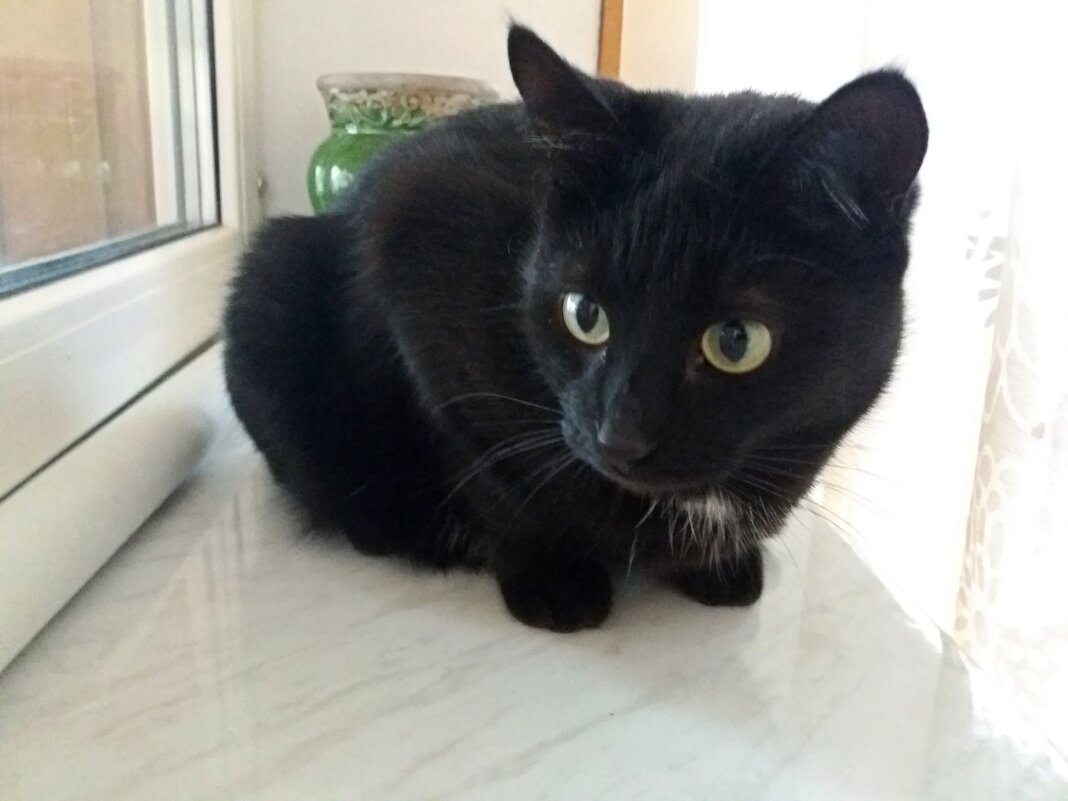 Матильда скучает по дачным просторам - Galina Solovova