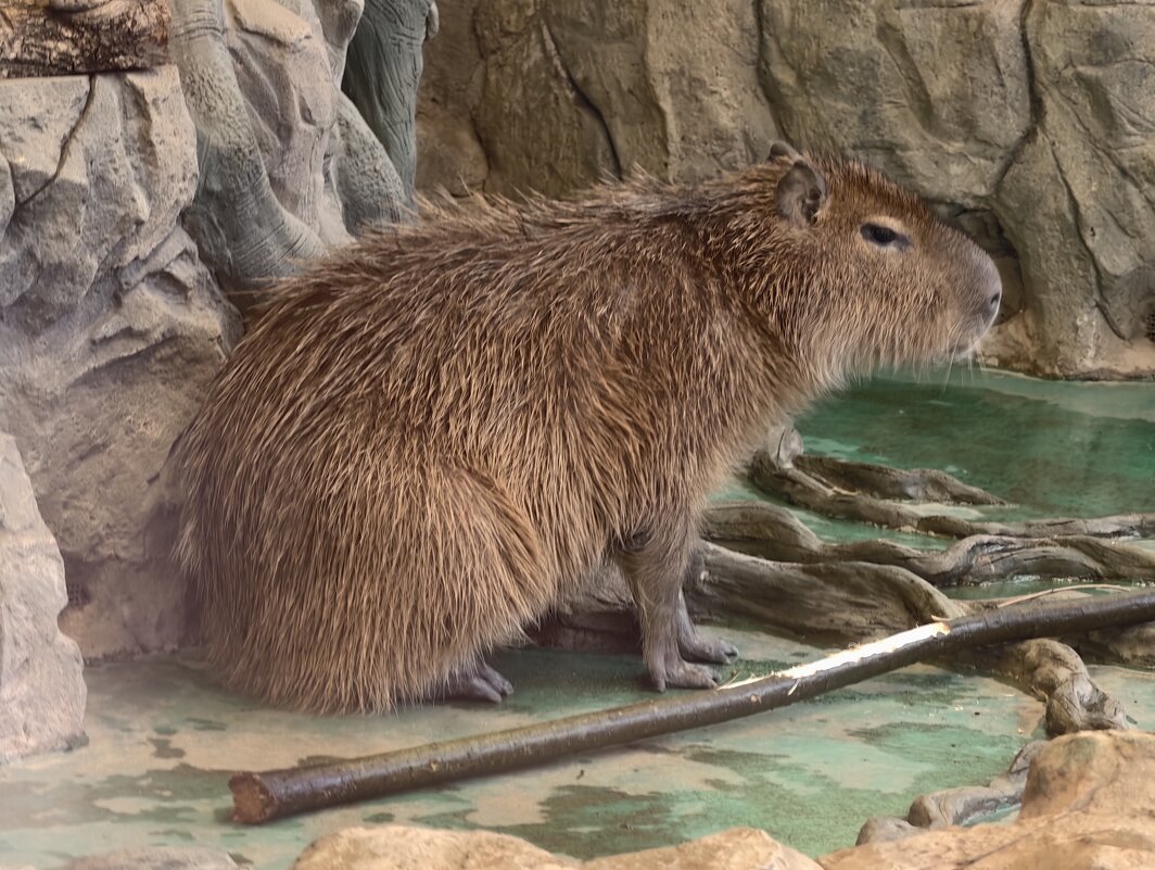 Капибара - <<< Наташа >>>