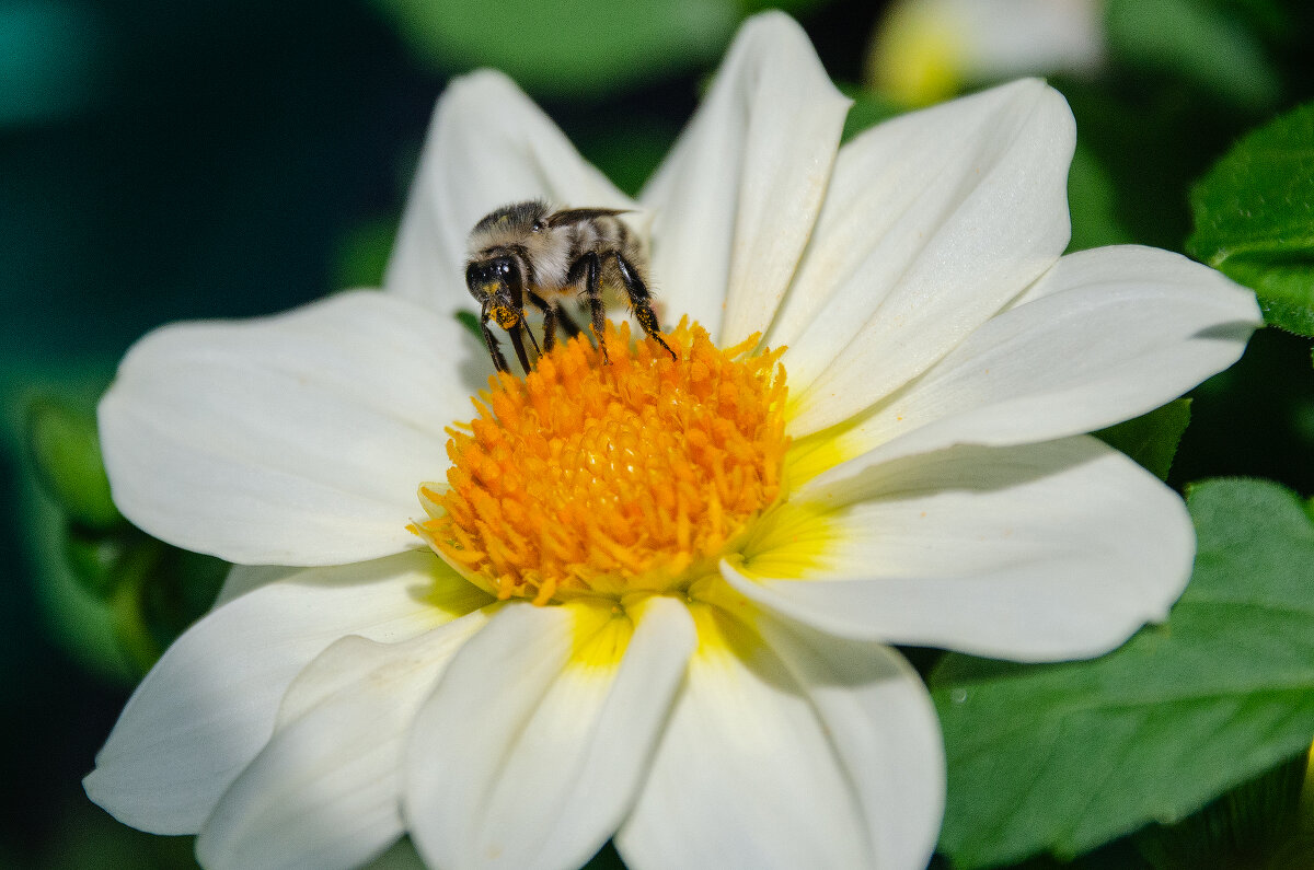 *** - Виктор Иванович Чернюк
