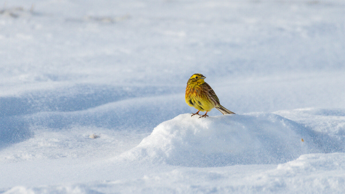 Овсянка на снегу - Владимир Лазарев Овсянка на снегу - Владимир Лазарев