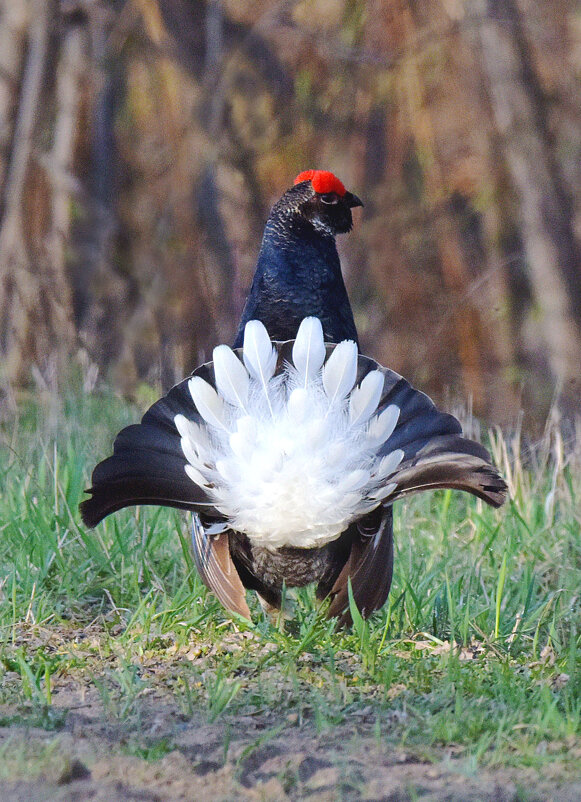 Таёжный павлин - Михаил Белоусов