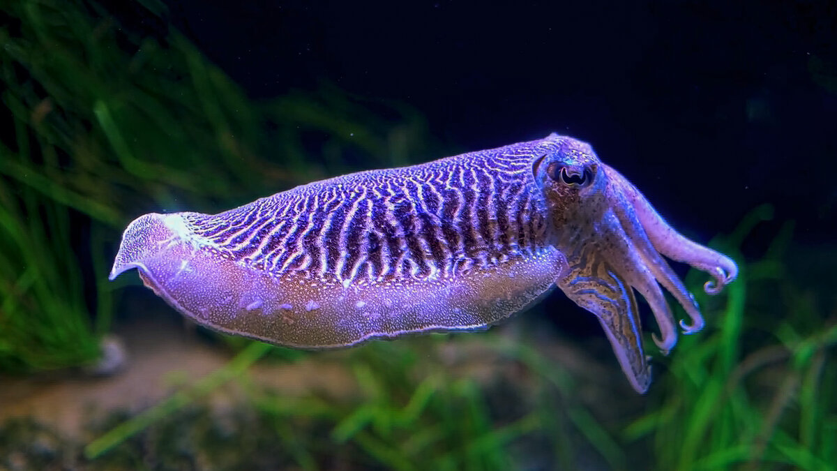 Лекарственная каракатица - Aleksey Afonin