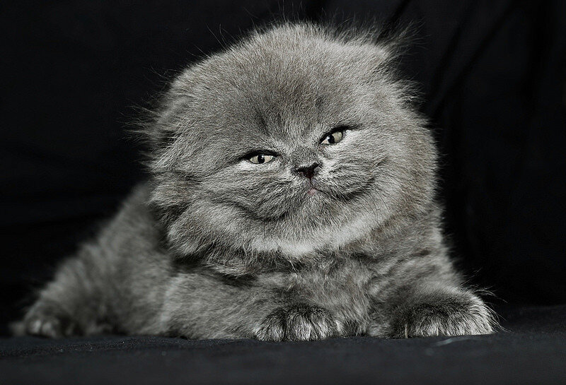 Котики-4 - irina Schwarzer 