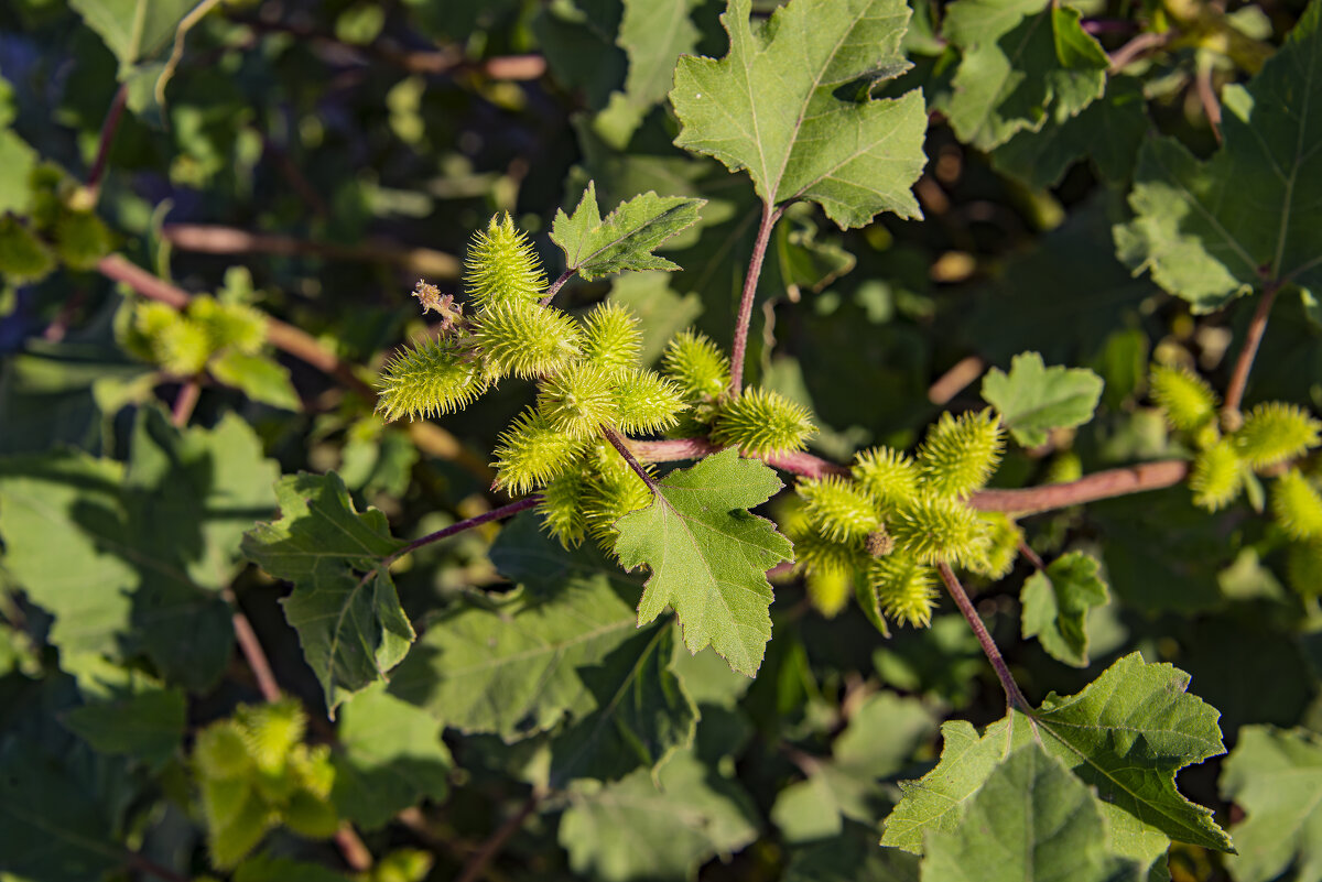Репей - Анатолий Чикчирный