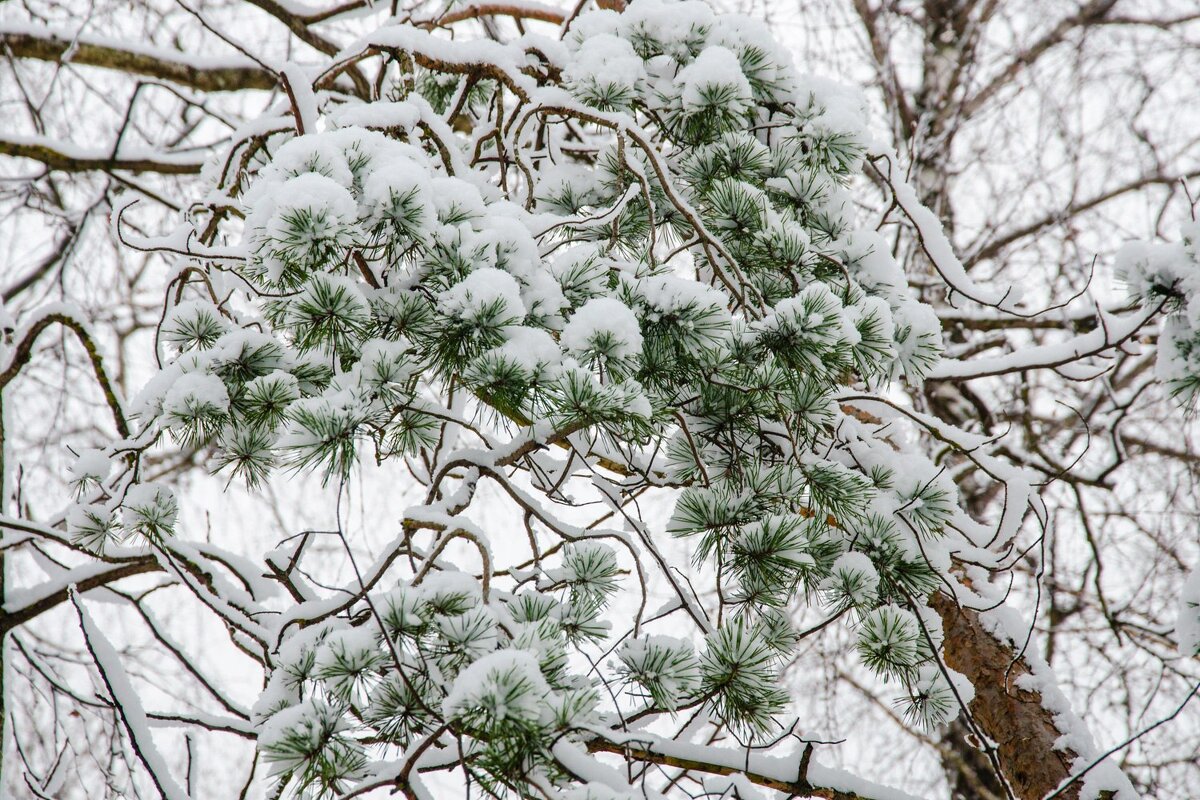 ___ - Галина Ложечникова