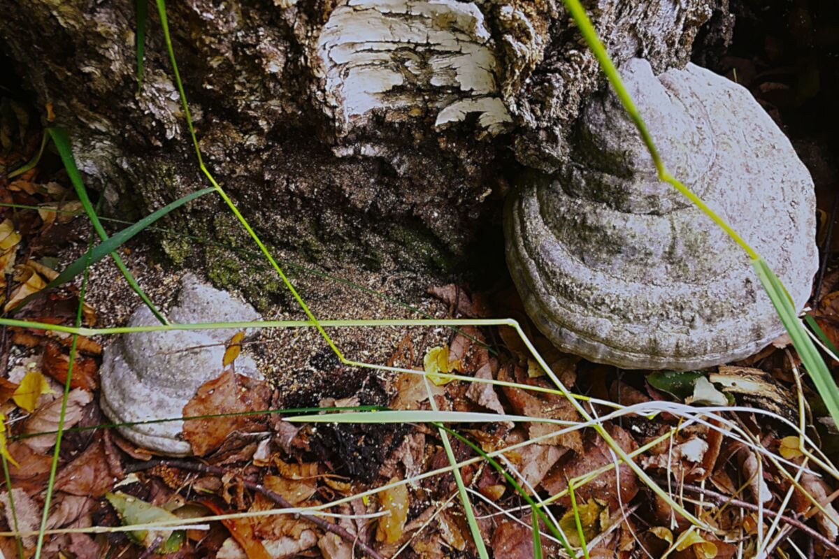 "лесные чудеса" - Olga Oskolkova