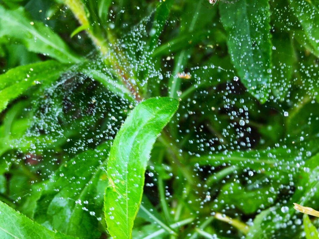 "дождик в паутине" - Olga Oskolkova