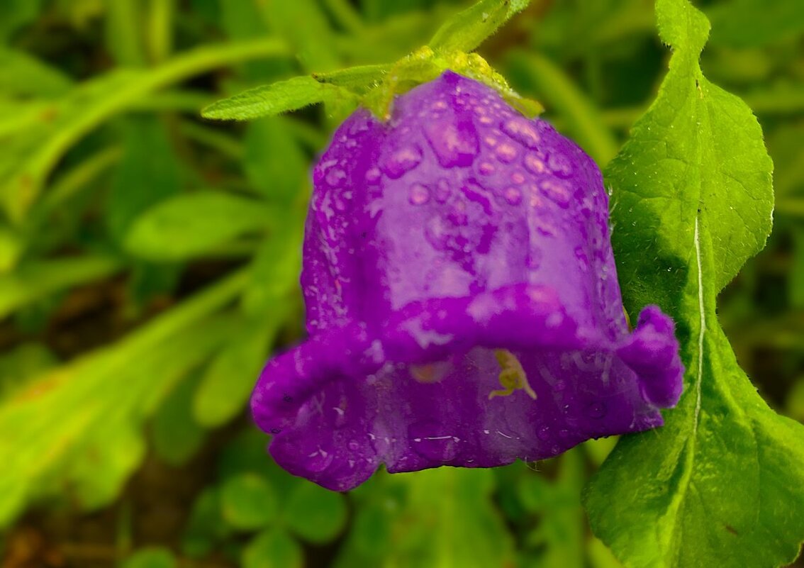 "дождливый колокольчик" - Olga Oskolkova