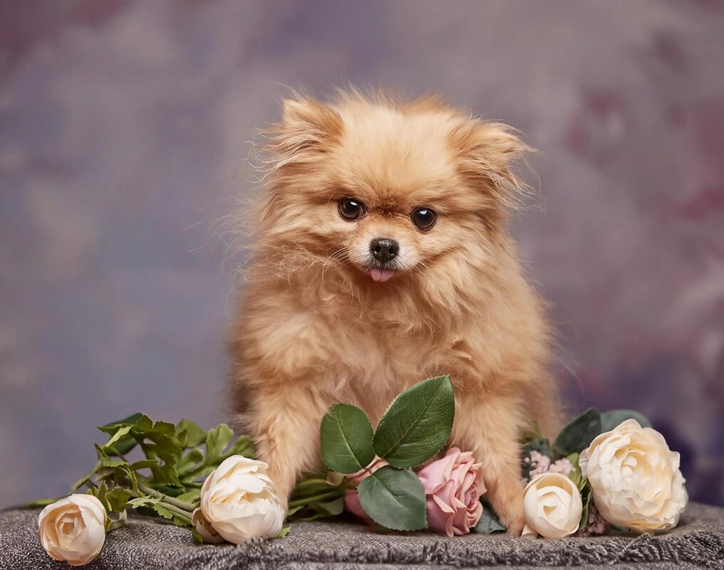 Маленький шпиц - Евгений Васильев