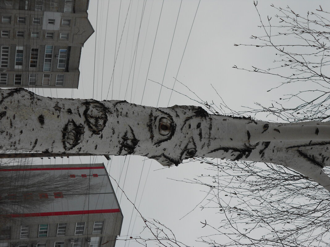 ......... - Елена Шаламова