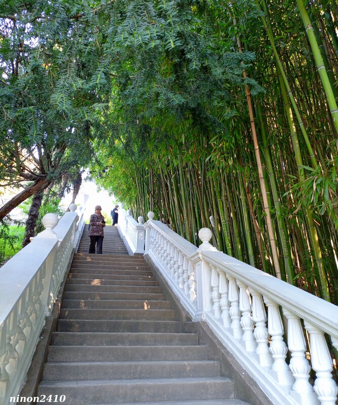 Адлер. Дендропарк "Южные культуры" - Нина Бутко Адлер. Дендропарк "Южные культуры" - Нина Бутко