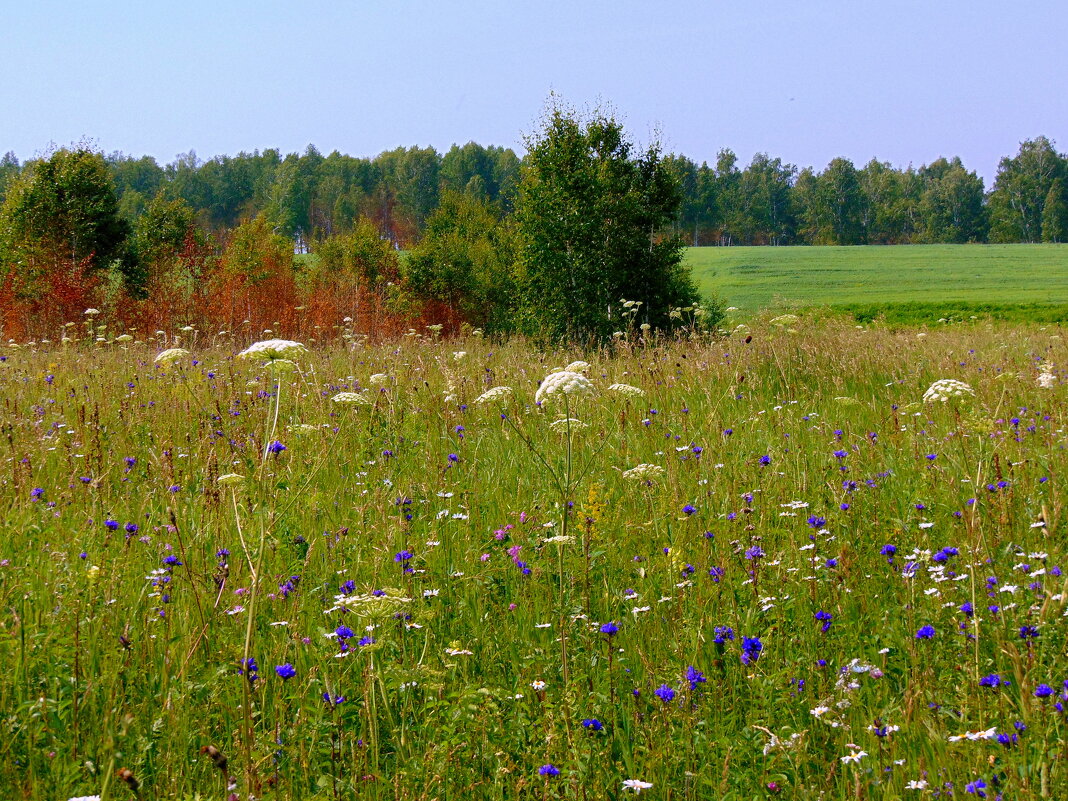Разнотравье. - nadyasilyuk Вознюк