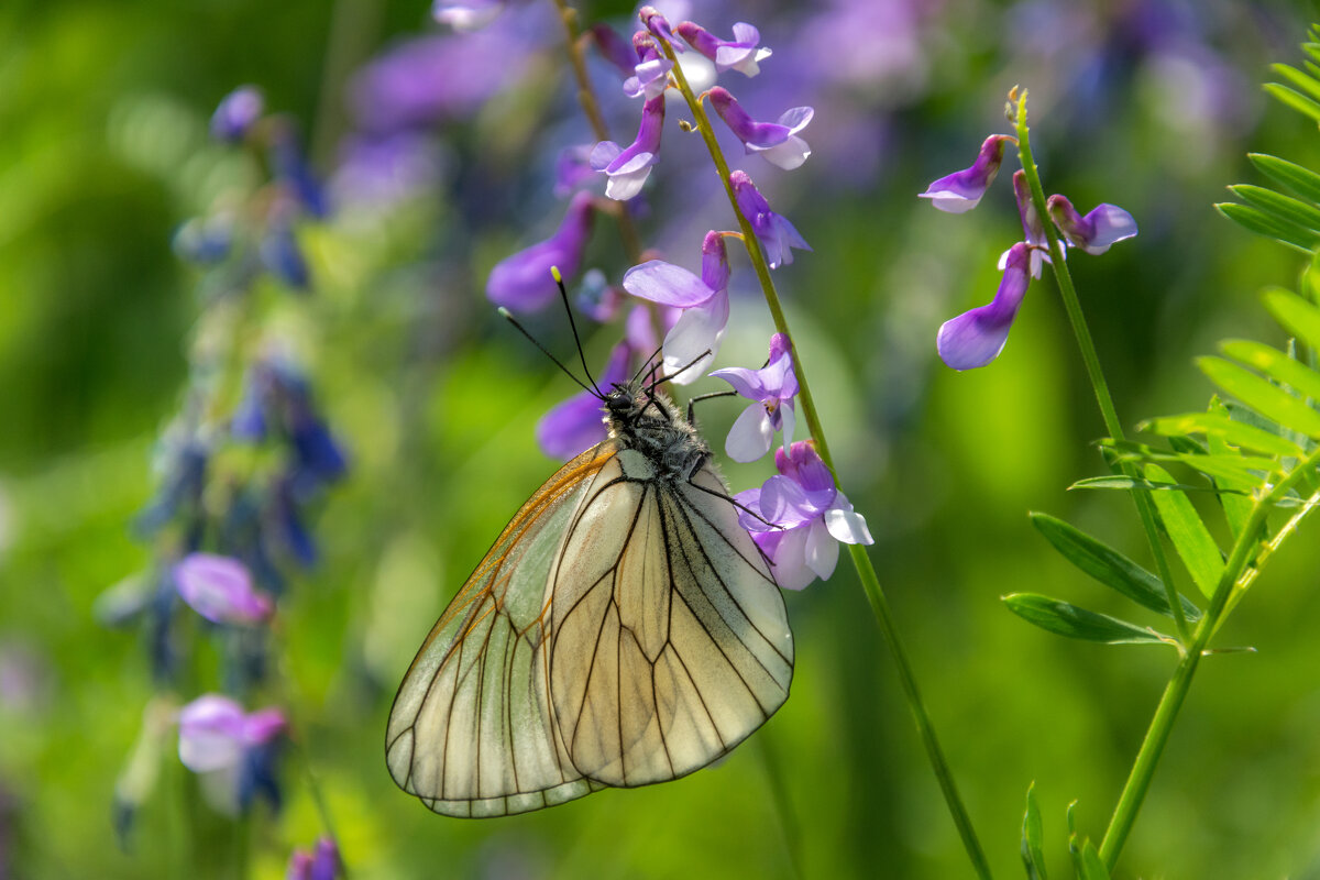 Запахи лета - Наталья Димова