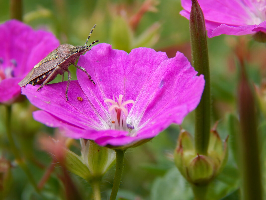 Летний  сюжет - Александр Ковальчук