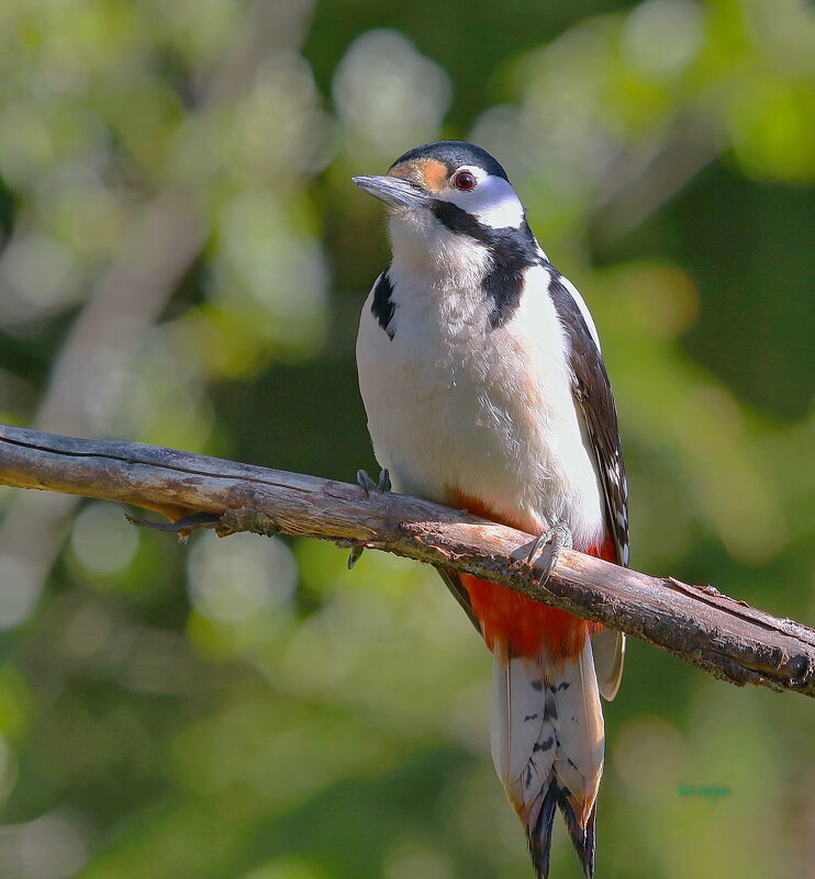 про дятлов - Andrey Bragin 