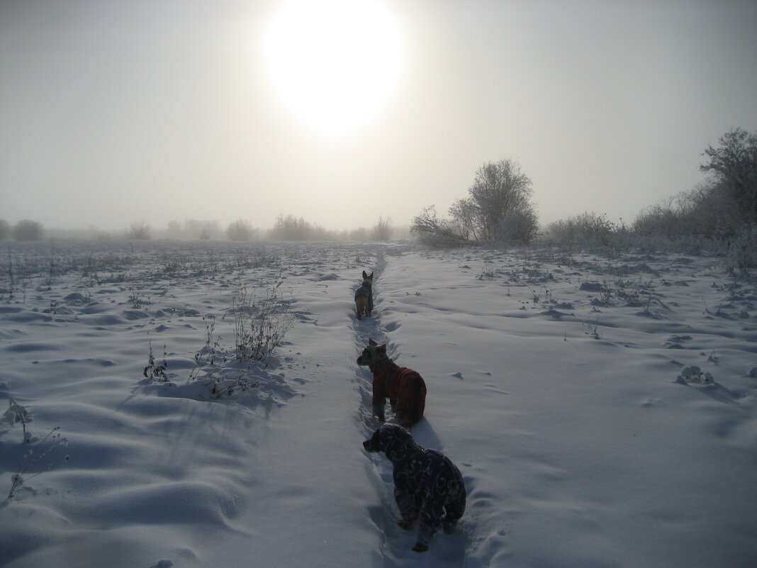 Зима - Anna Ivanova