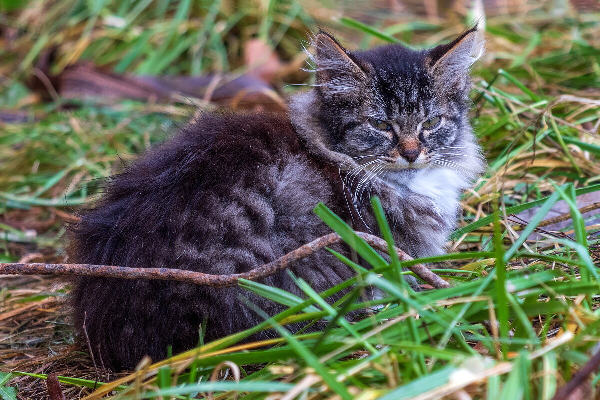 Ничей. - Анатолий. Chesnavik.