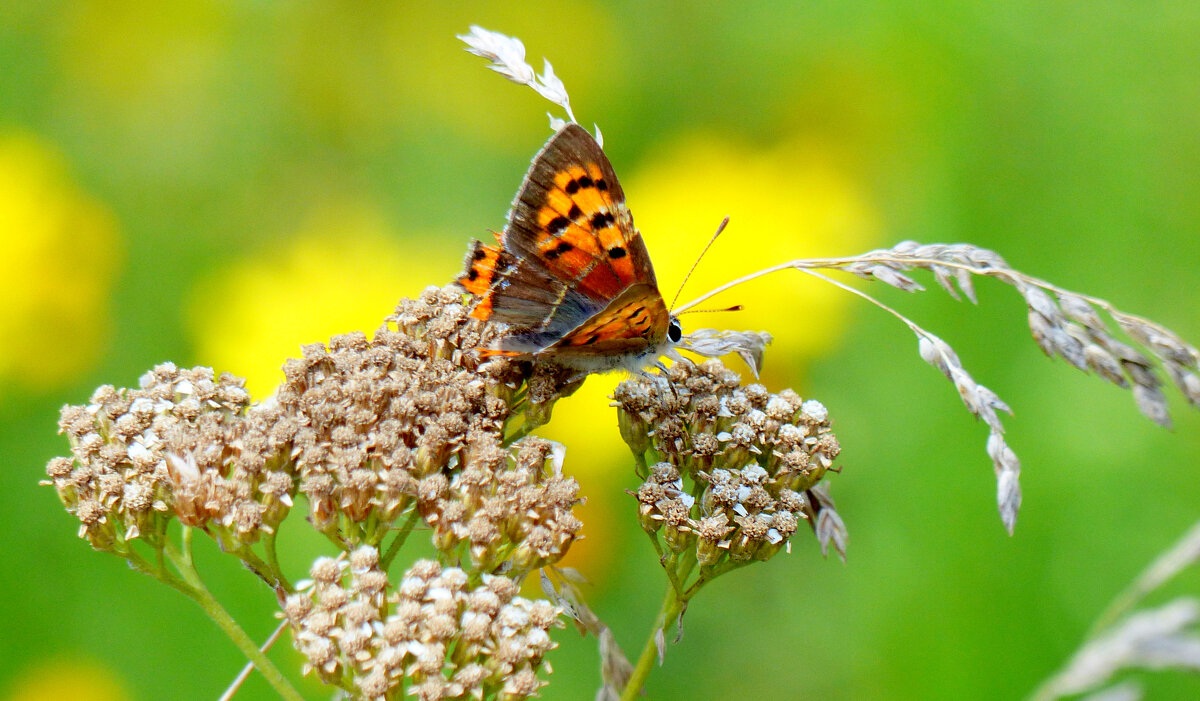 опять про бабочек...203 - Александр Прокудин