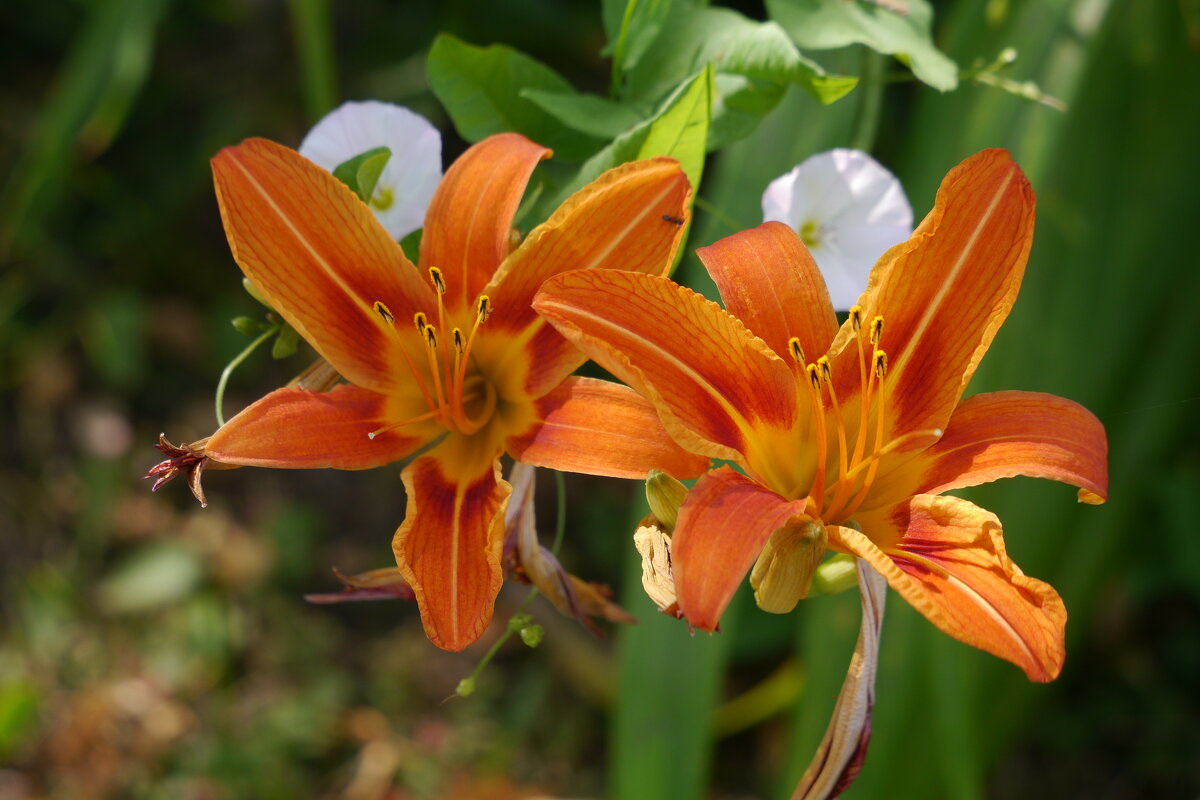 Лилии - Дмитрий Swan