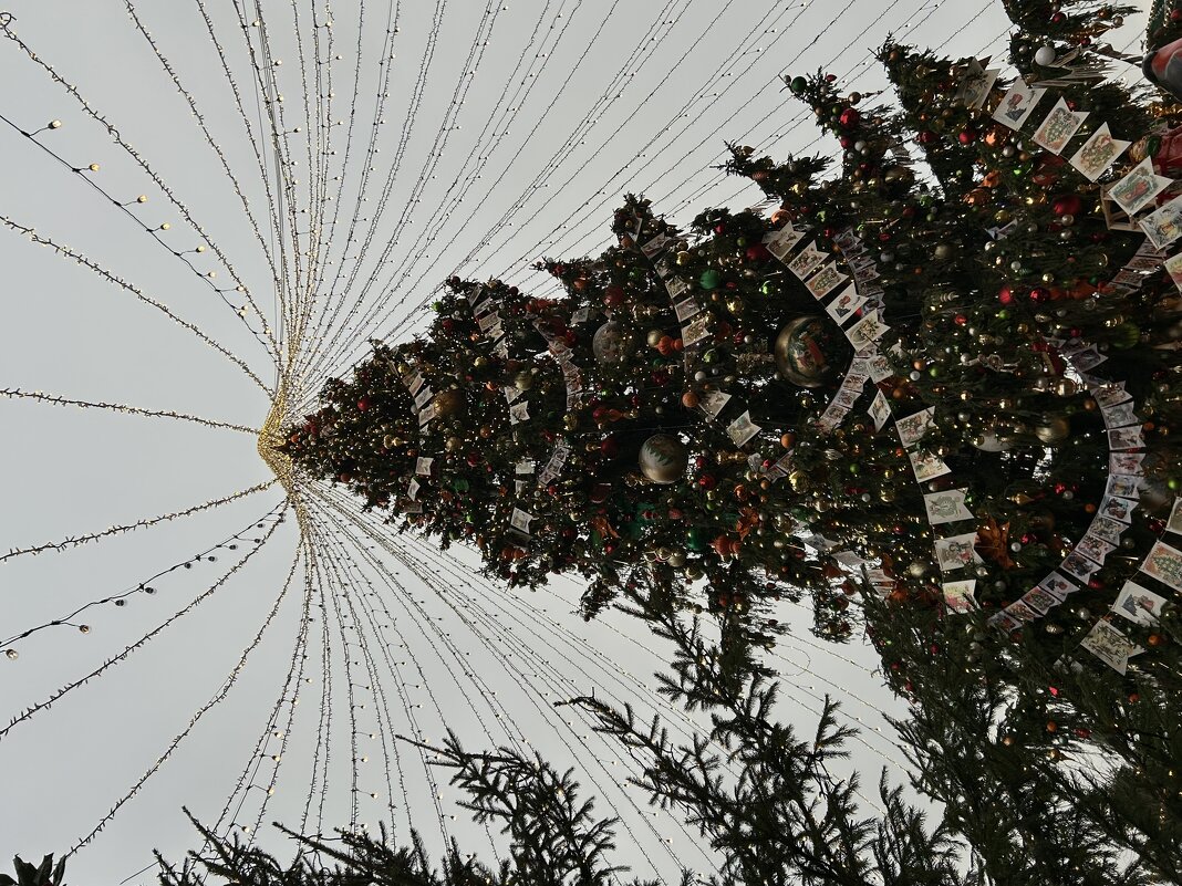 Елка - Натали 