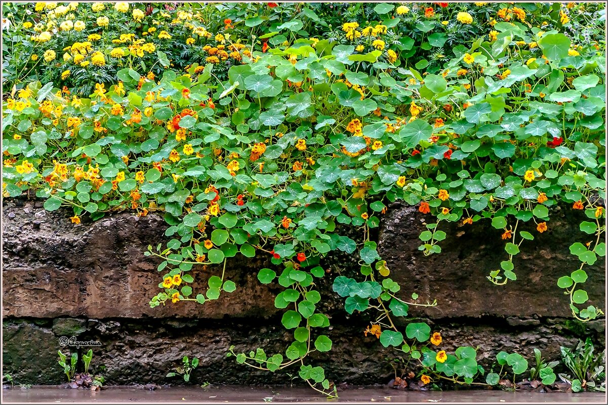 Осенний дождик.. - Aquarius - Сергей