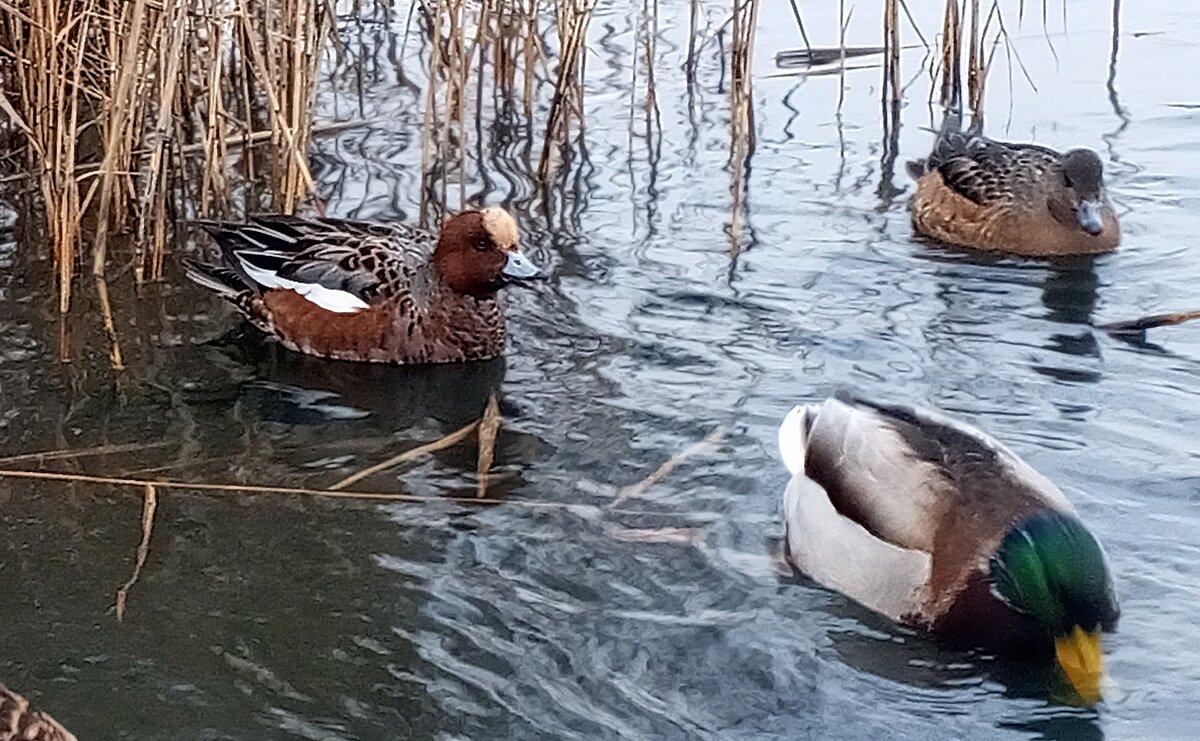 Утки - Сапсан 
