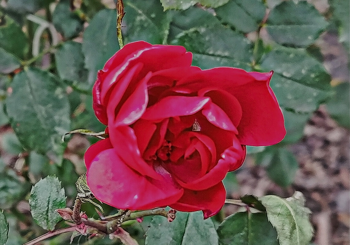 Красавица после мороза и снега! - Валентина  Нефёдова 