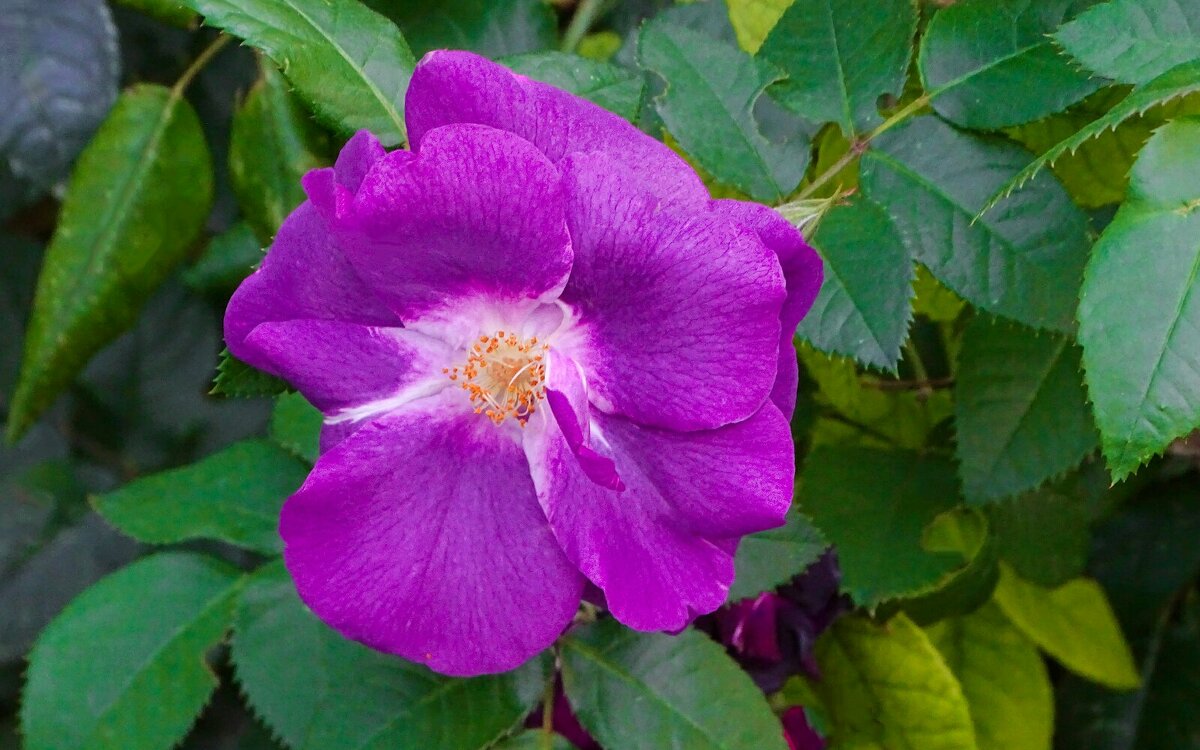 Зимой о цветах. - Милешкин Владимир Алексеевич Зимой о цветах. - Милешкин Владимир Алексеевич