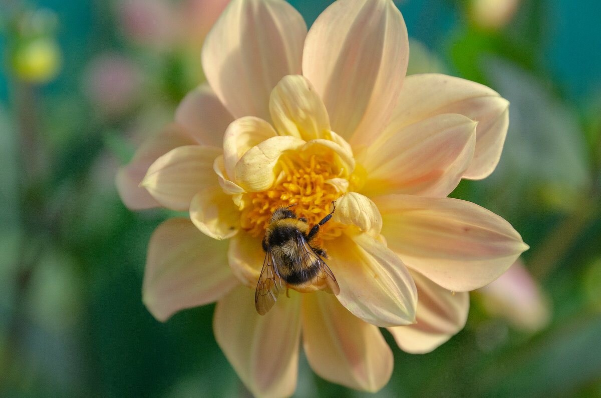 *** - Виктор Иванович Чернюк