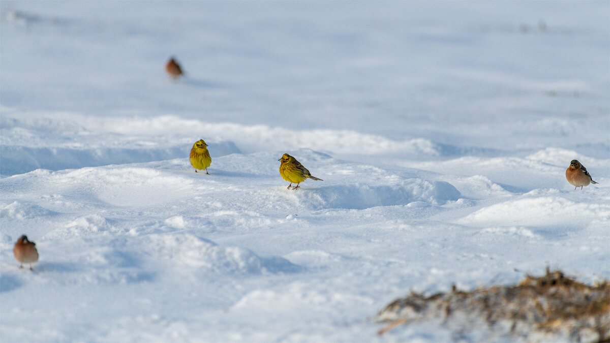 Овсянки и зяблики на снегу - Владимир Лазарев