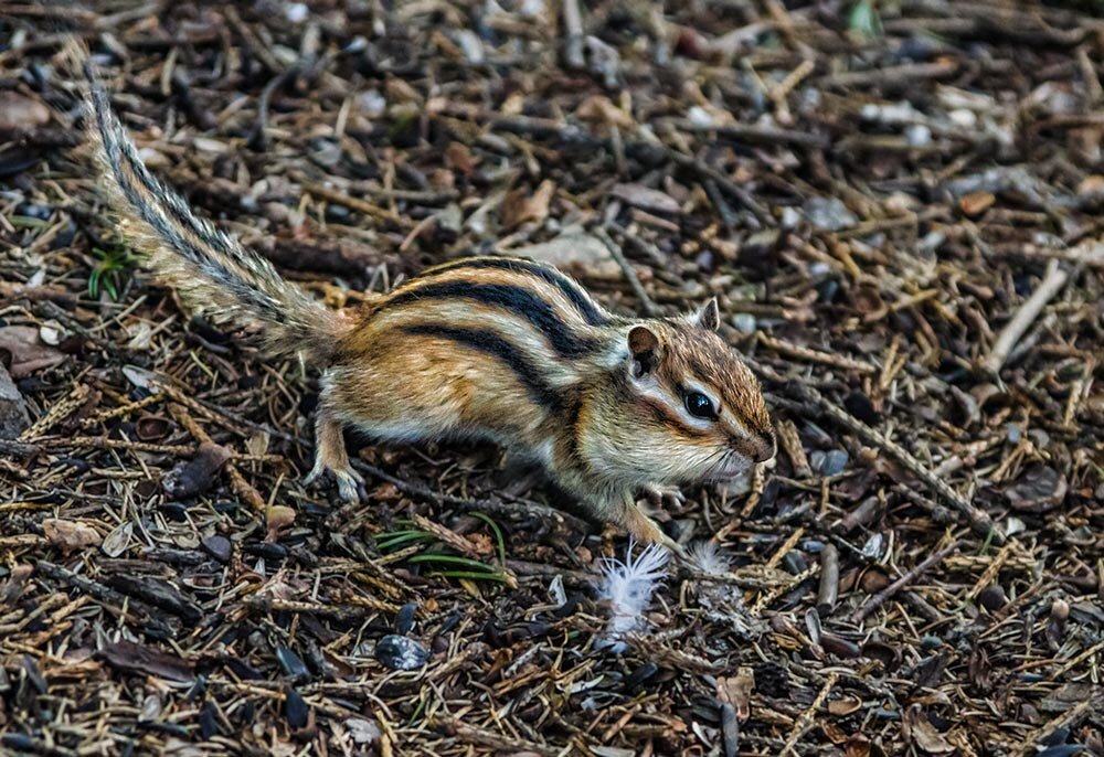 Бурундук - SanSan 