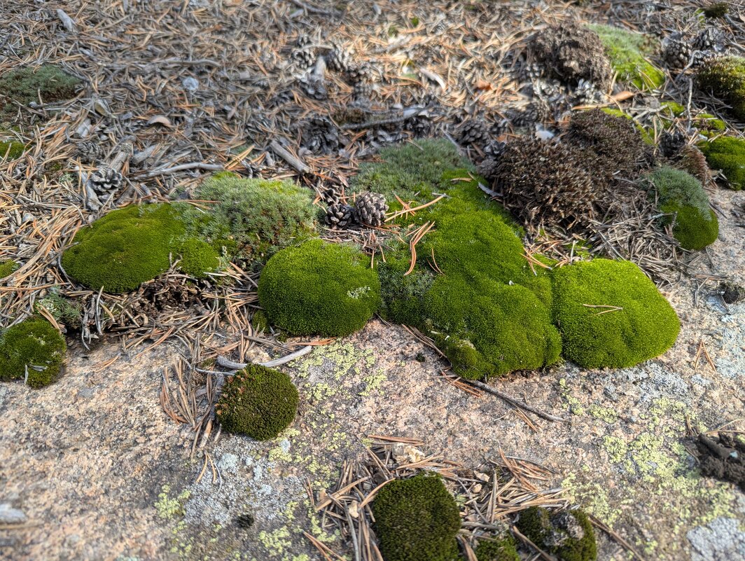 Лесной мох - Андрей Хлопонин