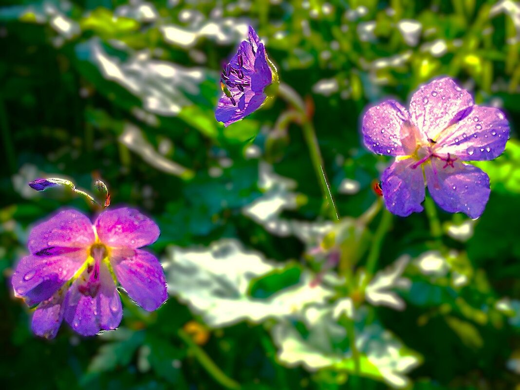 "цветы полевые" - Olga Oskolkova