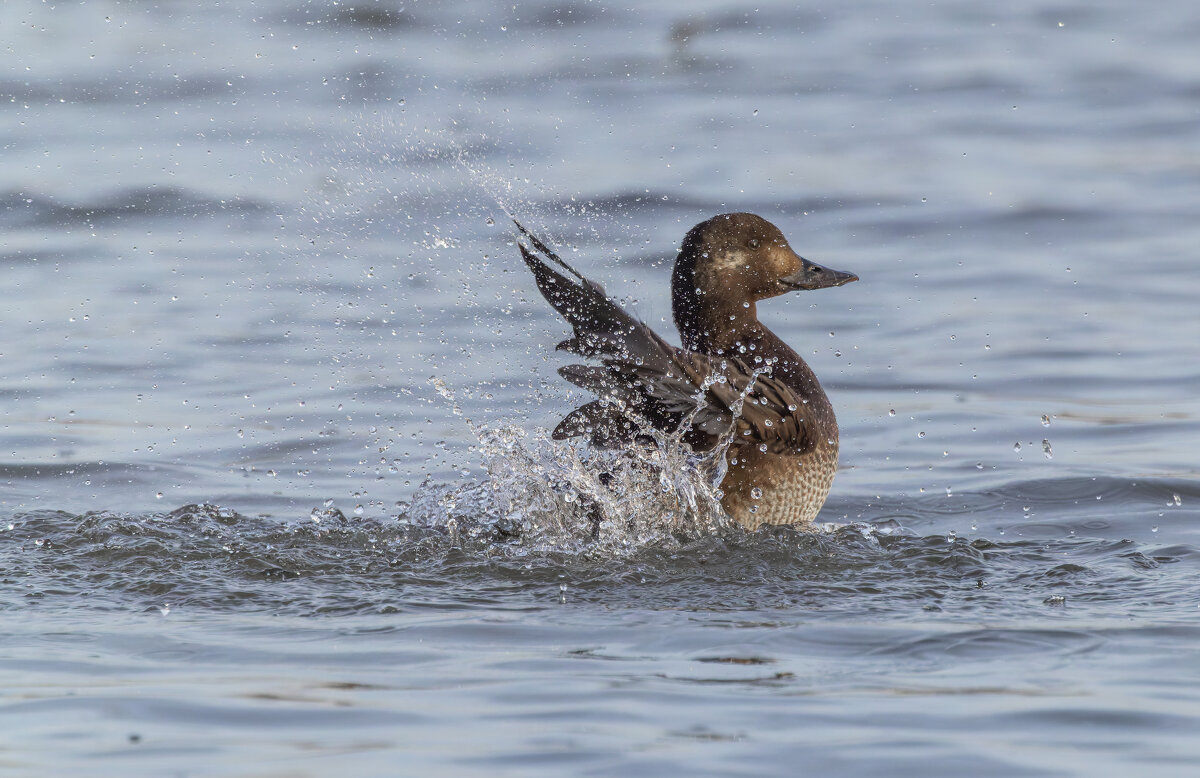 турпан. - юрий макаров