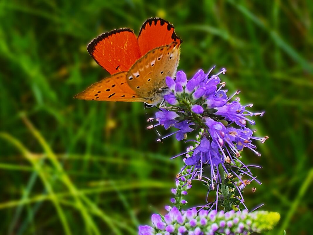 "время обеда" - Olga Oskolkova
