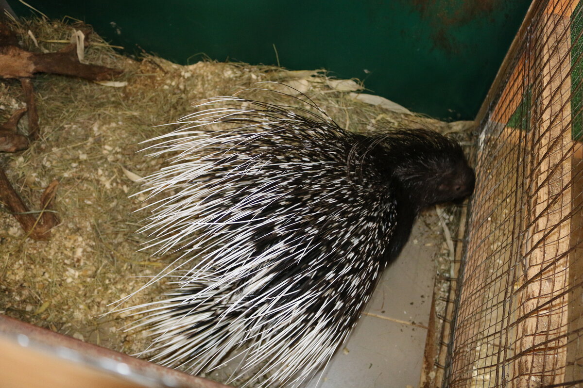 Дикобраз Анфиса - Ольга 