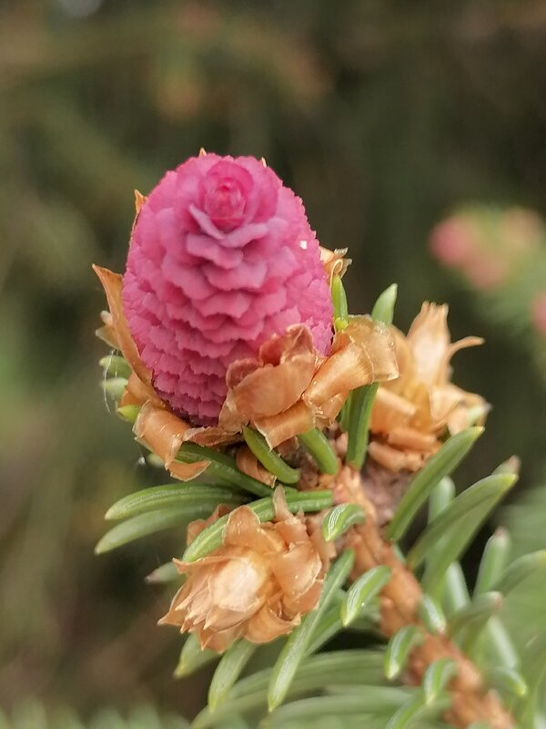 *** - Зоя Мишина