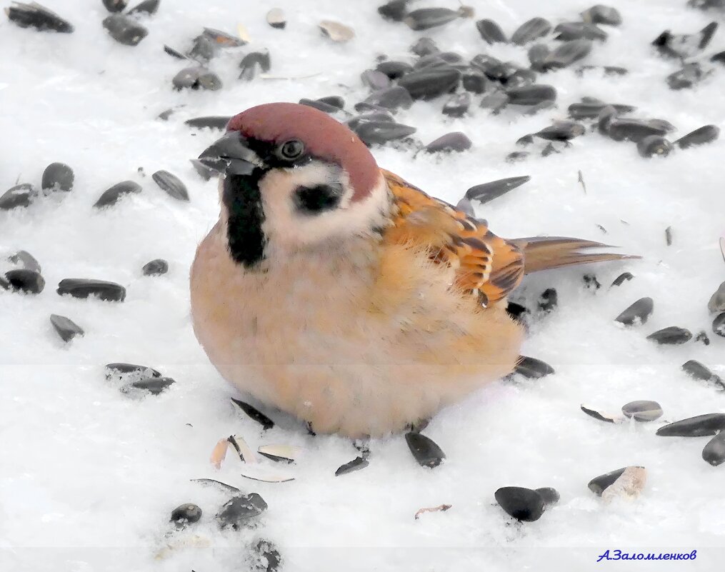 Товарищ, сыпь щедрее семки! :-) - Андрей Заломленков
