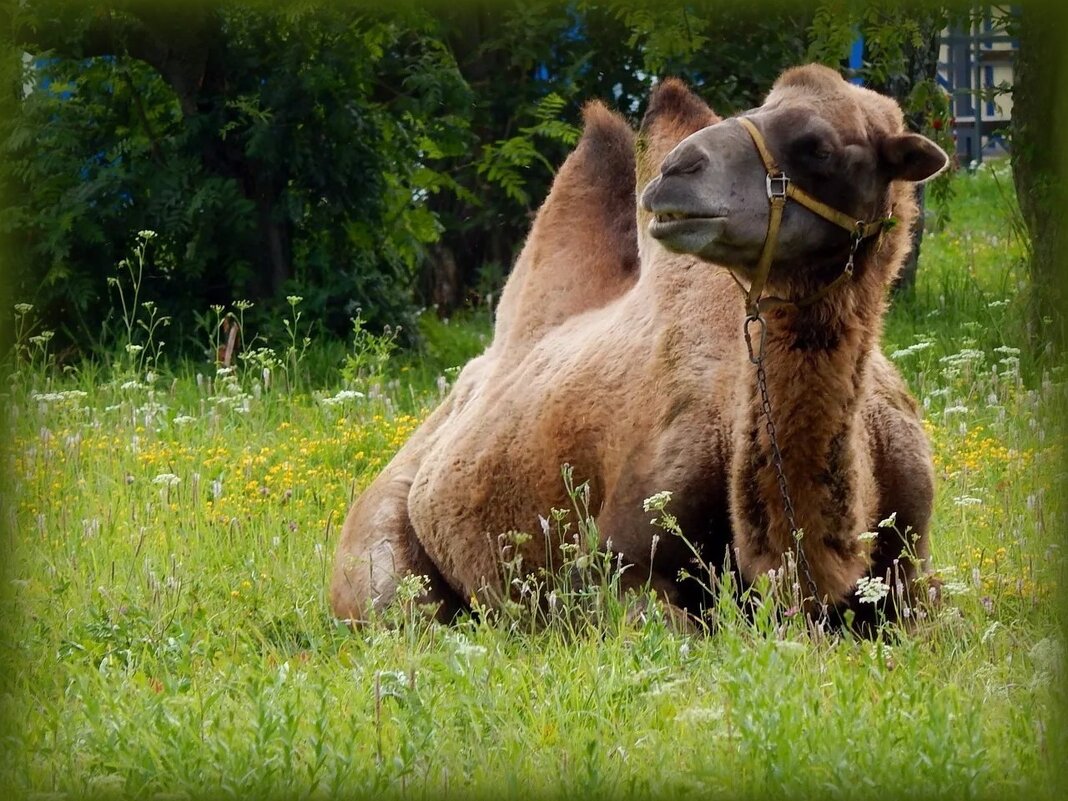 Заезжий гастролёр на отдыхе ... - Валентина Надсон