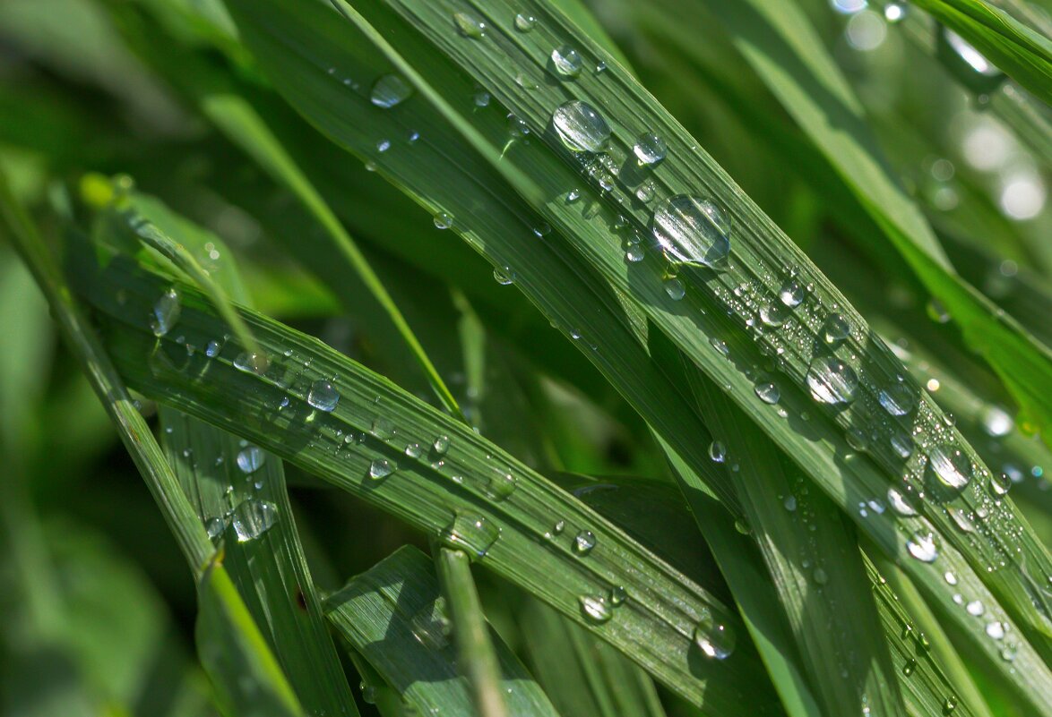 Летнее утро после дождя. г. Миасс, Машгородок. - Алексей Трухин