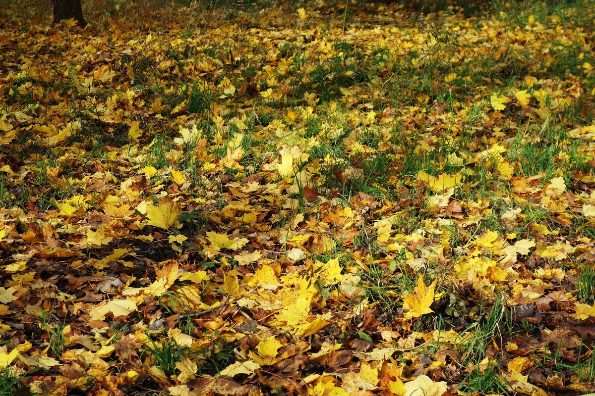 Ашманн парк, Калининград - Рита Симонова