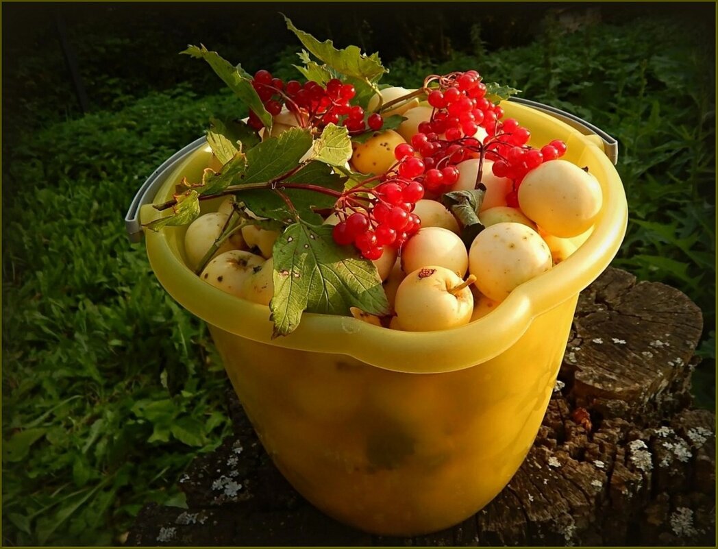 Яблочки и калина ... - Валентина Надсон