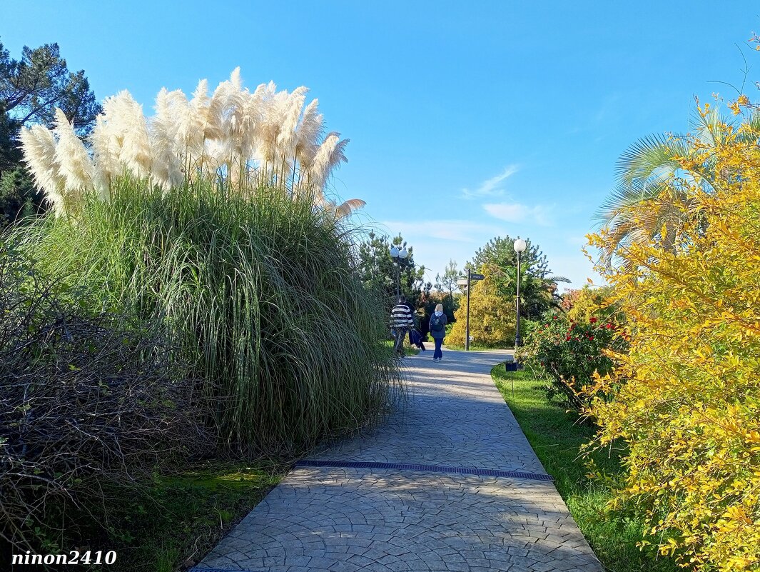 Адлер. Дендропарк "Южные культуры" - Нина Бутко Адлер. Дендропарк "Южные культуры" - Нина Бутко