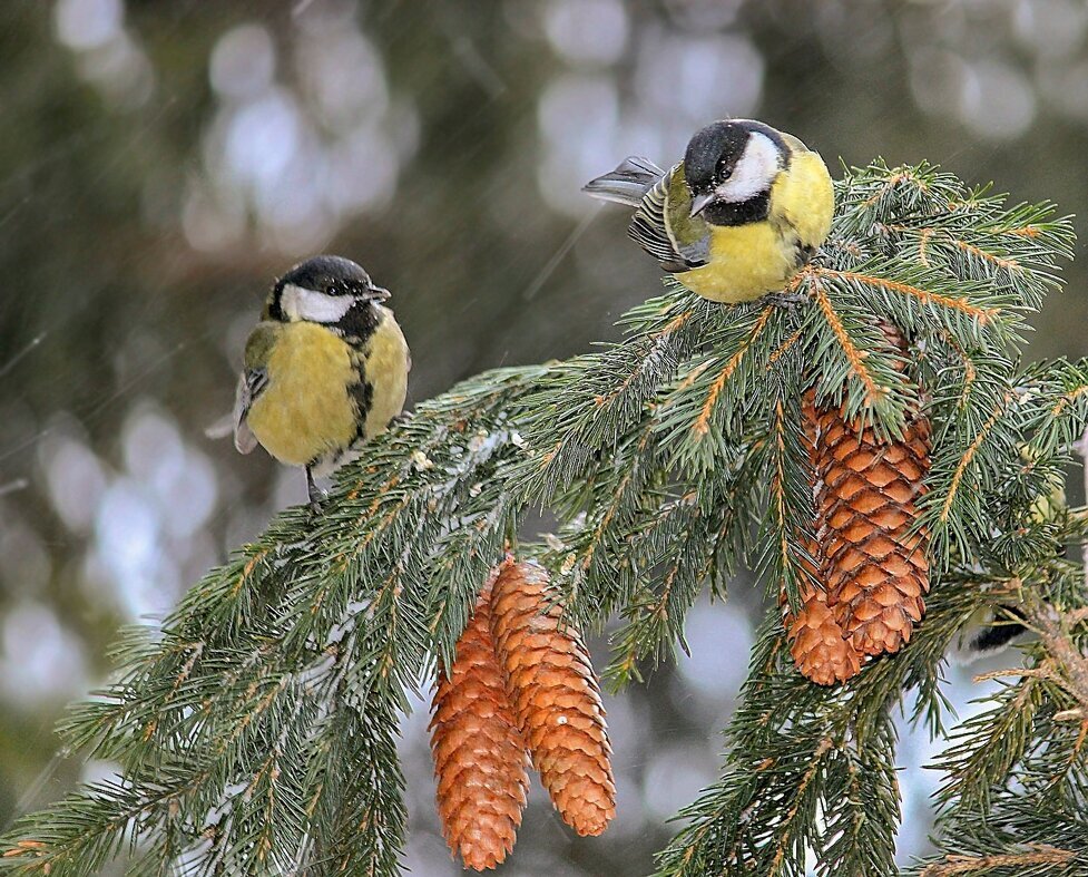 В метель - елена беликова