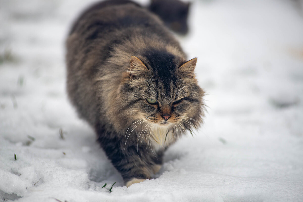 Скучал... - Владимир Иванович