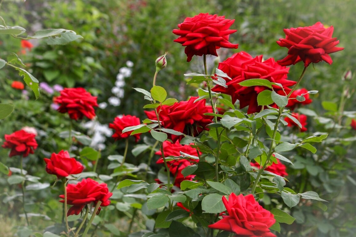 В моем саду - елена беликова